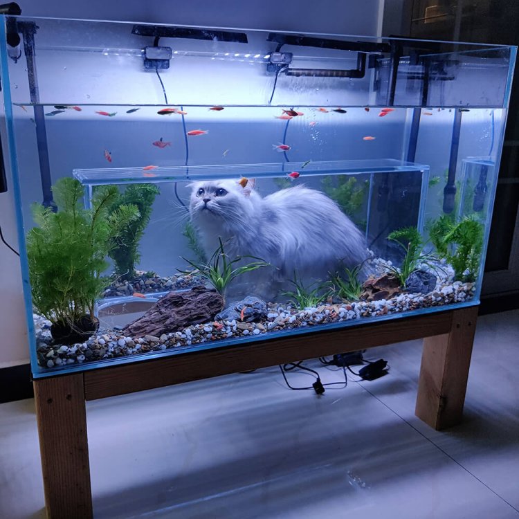 How to Create the Perfect Cat Aquarium for Your Feline to Enjoy and Explore.