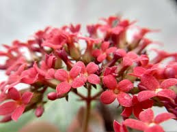 Kalanchoe Blossfeldiana: A Blossoming Beauty in Your Garden