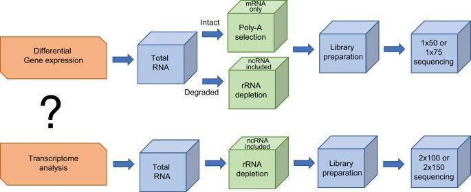 Bulk RNA Sequencing vs. Single Cell RNA Sequencing